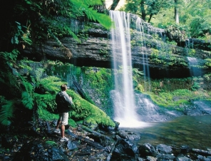 Tasmanian Rain Forest